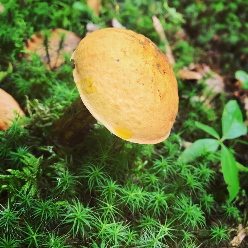 De très belles découvertes en Mauricie ! / Cinq Fourchettes