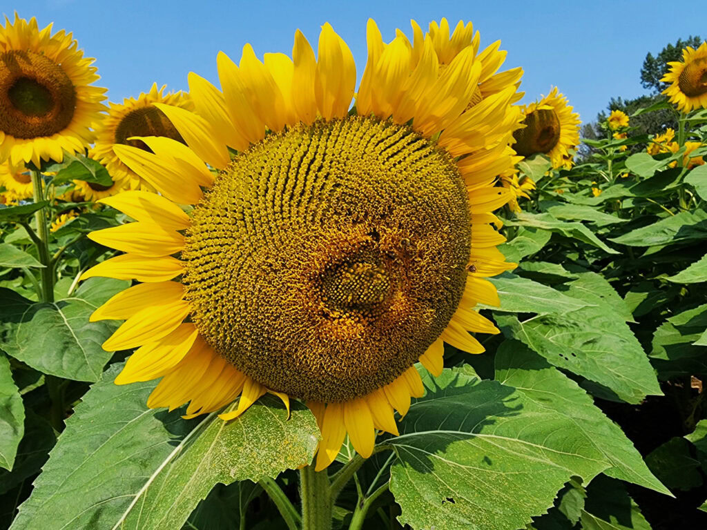 ferme marineau activité cueillette de fleurs laval famille cinq fourchettes