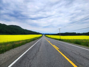 Route champs de canola Abitibi-Témiscamingue cinq fourchettes voyage gourmand Québec